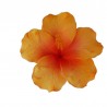 Barrette à cheveux Hibiscus