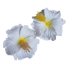 Paire de mini barrette à cheveux hibiscus blanche