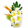 Poara 23 cm - 6 frangipanes blanc