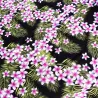 coupon de  2 m de Tissu noir frangipane forest