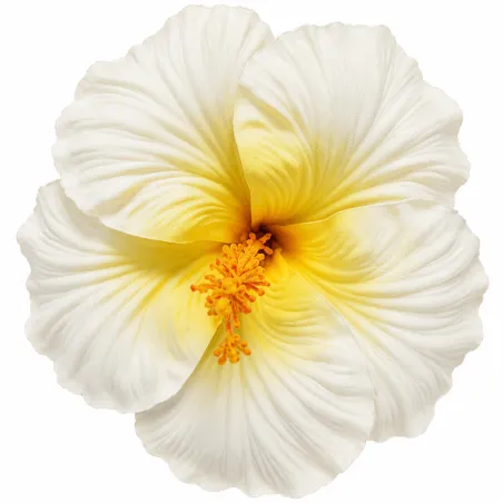 Fleur hibiscus blanche 16 cm – Cœur jaune