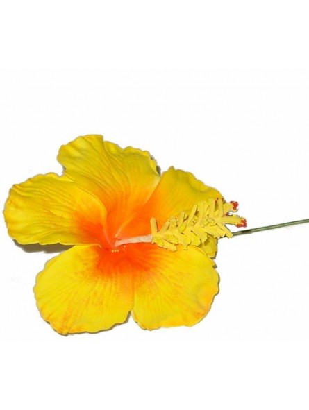 TIGE HIBISCUS GROS PISTILES TIGE HIBISCUS GROS PISTILES