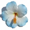 Barrette à cheveux Hibiscus